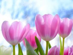 Вулкан дарит 2&nbsp;000&nbsp;000 рублей для милых дам